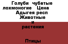 Голуби: чубатые, лохмоногие › Цена ­ 300 - Адыгея респ. Животные и растения » Птицы   